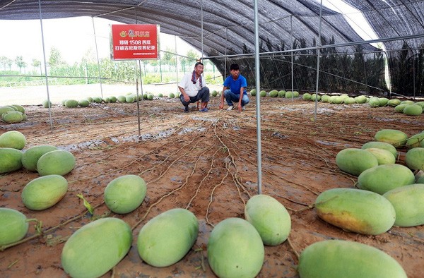 Hình ảnh cây dưa hấu mắn đẻ nhất thế giới không một nhánh lá nhưng lại cho ra 131 quả chỉ trong 90 ngày khiến ai ai nhìn vào cũng không thể tin vào mắt mình.